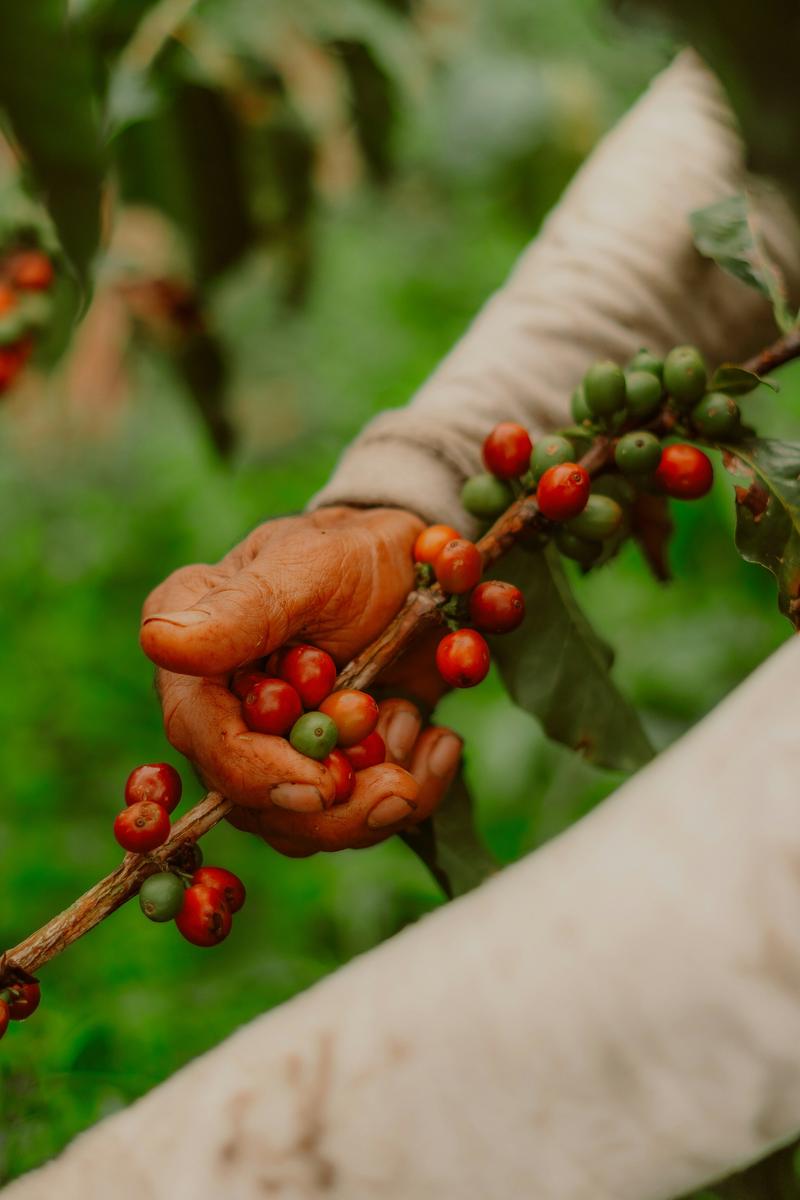 A hand picking ripe coffee cherries