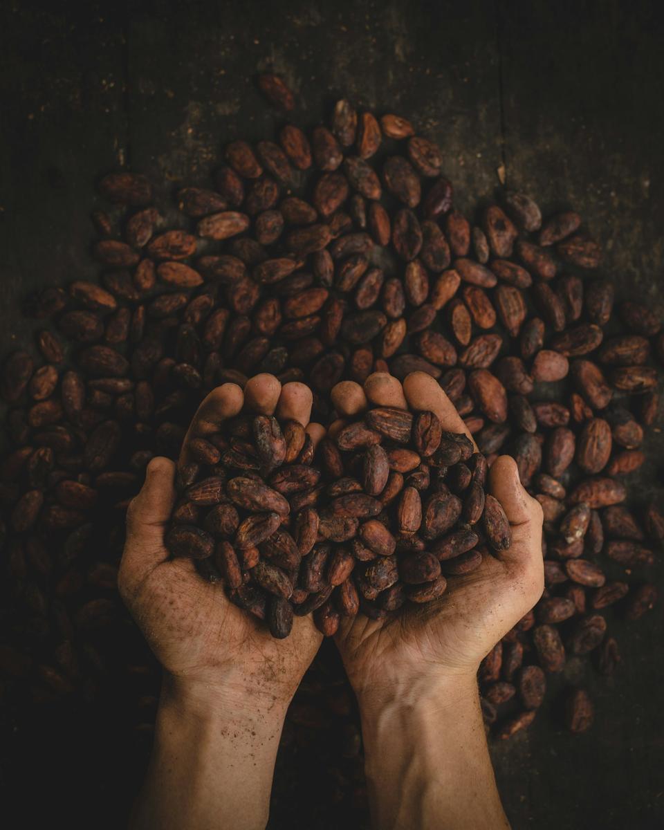 Hands holding dried cocoa beans