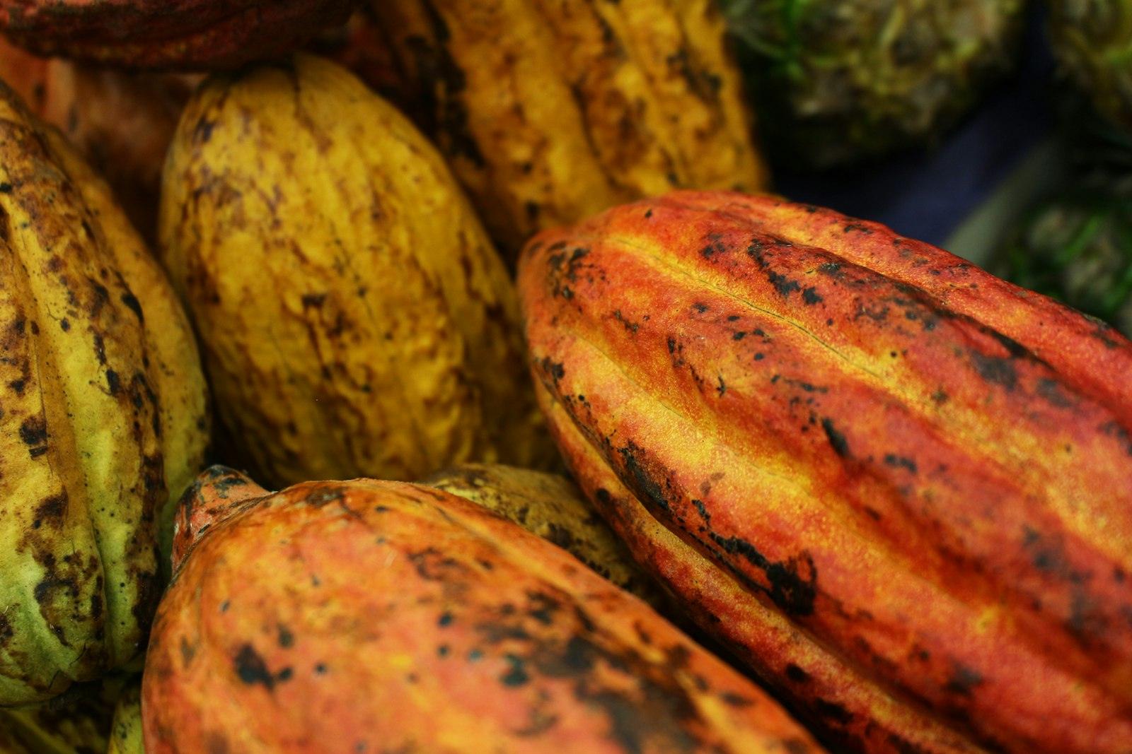 Ripe yellow and orange cocoa pods