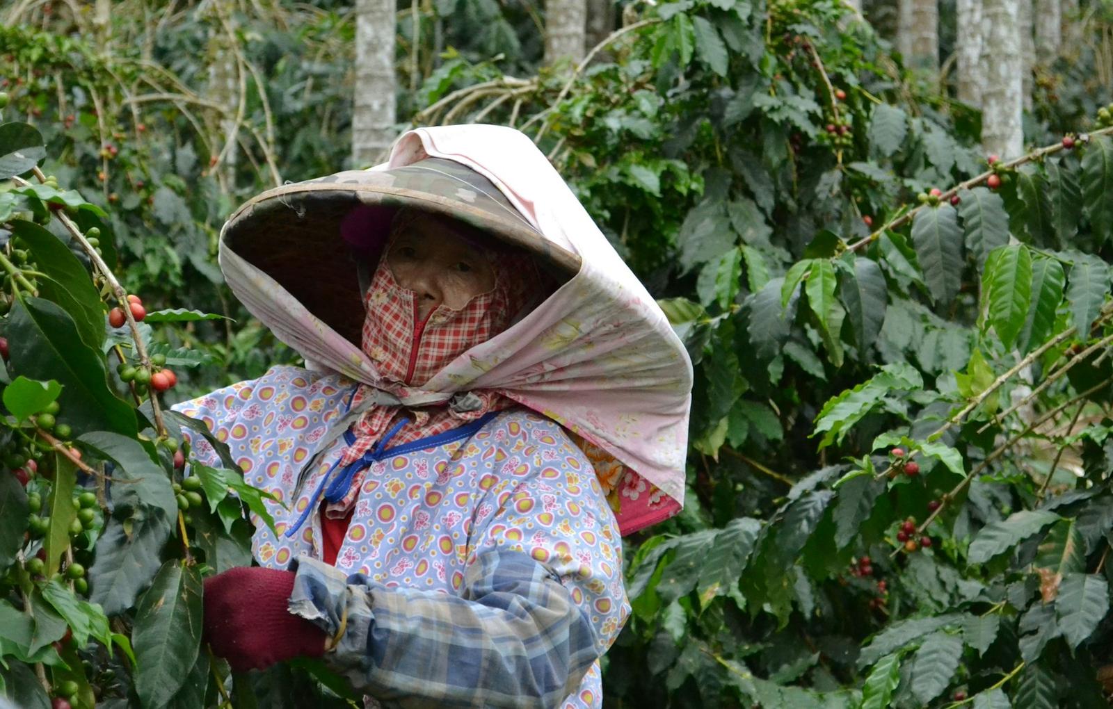 A coffee farmer harvesting among coffee trees